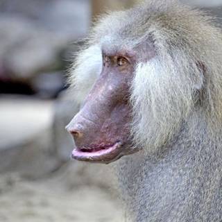 Sad monkey wallpaper