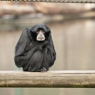 Sad monkey wallpaper