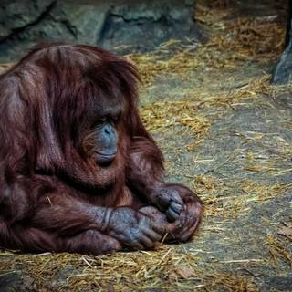 Sad monkey wallpaper