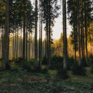 Autumn pine trees wallpaper