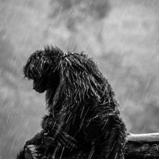 Sad monkey wallpaper