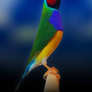 Gouldian finch wallpaper