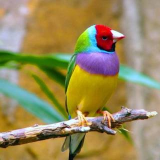 Gouldian finch wallpaper