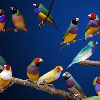 Gouldian finch wallpaper