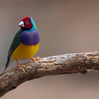 Gouldian finch wallpaper