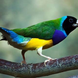 Gouldian finch wallpaper