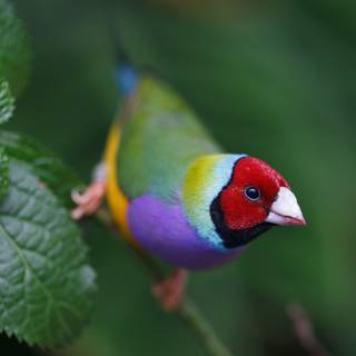 Gouldian finch wallpaper