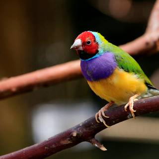Gouldian finch wallpaper