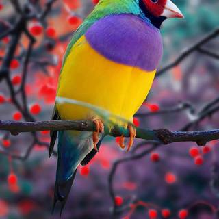 Gouldian finch wallpaper