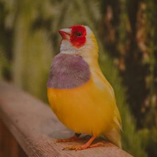 Gouldian finch wallpaper
