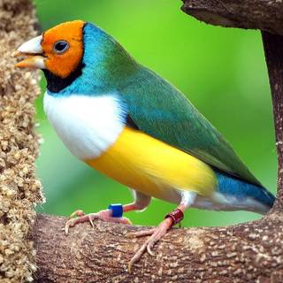 Gouldian finch wallpaper