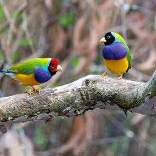 Gouldian finch wallpaper