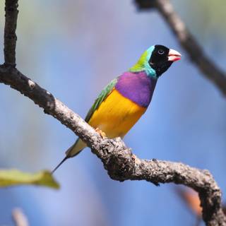 Gouldian finch wallpaper