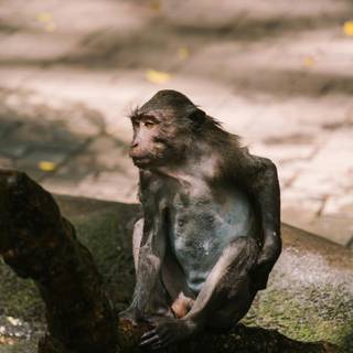 Sad monkey wallpaper