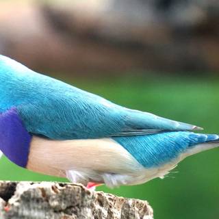 Gouldian finch wallpaper