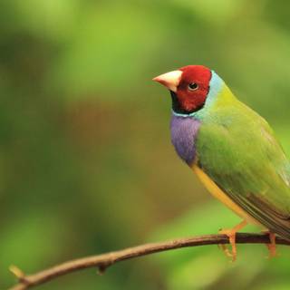 Gouldian finch wallpaper