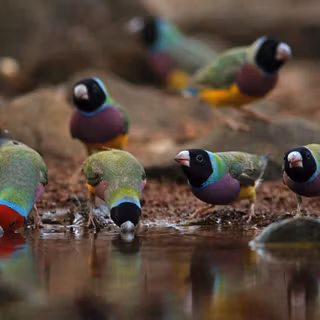 Gouldian finch wallpaper