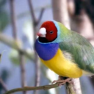 Gouldian finch wallpaper