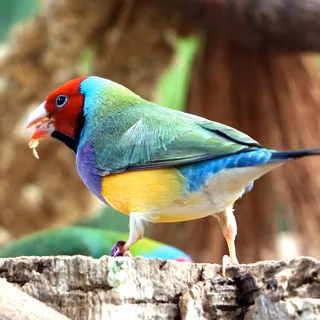 Gouldian finch wallpaper