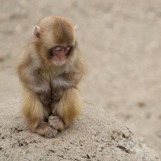 Sad monkey wallpaper