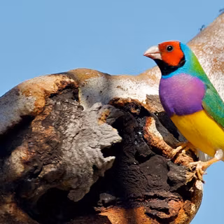 Gouldian finch wallpaper