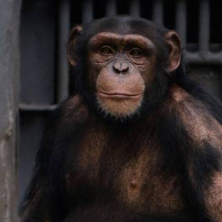 Sad monkey wallpaper