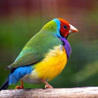 Gouldian finch wallpaper