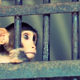 Sad monkey wallpaper