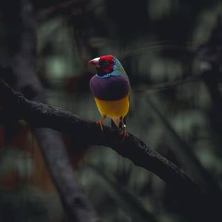 Gouldian finch wallpaper