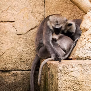 Sad monkey wallpaper