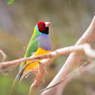 Gouldian finch wallpaper