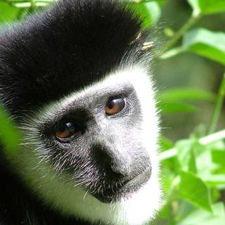 Sad monkey wallpaper