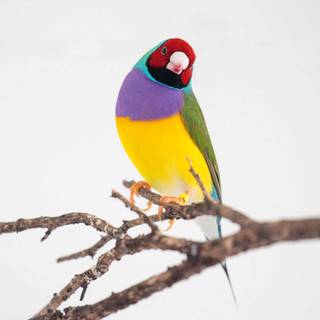 Gouldian finch wallpaper