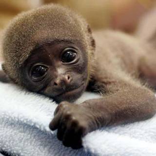 Sad monkey wallpaper