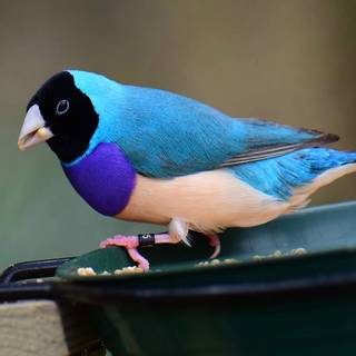 Gouldian finch wallpaper