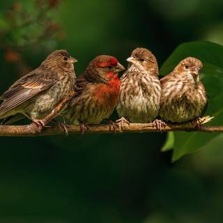 Gouldian finch wallpaper