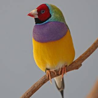Gouldian finch wallpaper