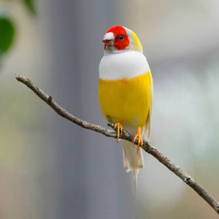 Gouldian finch wallpaper