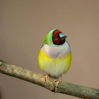 Gouldian finch wallpaper