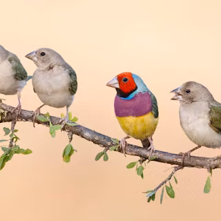 Gouldian finch wallpaper