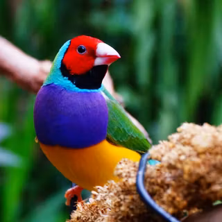 Gouldian finch wallpaper