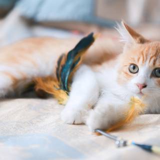 Orange cat 4k wallpaper