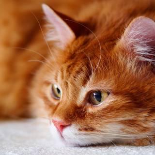 Orange cat 4k wallpaper