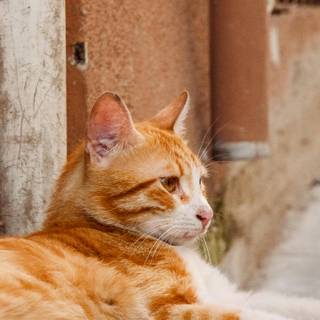 Orange cat 4k wallpaper