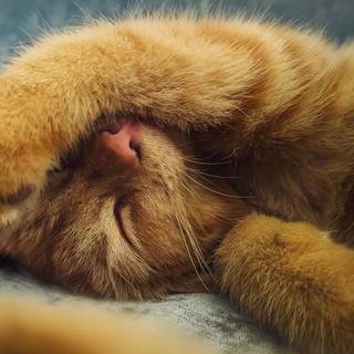 Orange cat 4k wallpaper