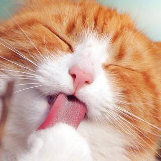 Orange cat 4k wallpaper