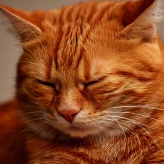 Orange cat 4k wallpaper