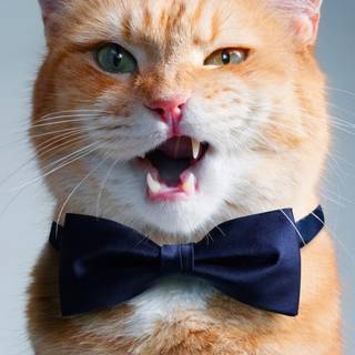 Orange cat 4k wallpaper