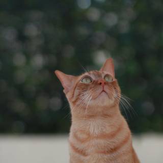 Orange cat 4k wallpaper