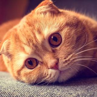 Orange cat 4k wallpaper